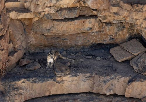 Snow-Leopard-in-Spiti-Valley_wildstep_india_trip_himalayan_wildlife_ibex_red_fox3