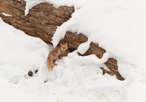 Snow-Leopard-in-Spiti-Valley_wildstep_india_trip_himalayan_wildlife_ibex_red_fox5