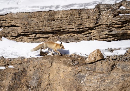 Snow-Leopard-in-Spiti-Valley_wildstep_india_trip_himalayan_wildlife_ibex_red_fox6