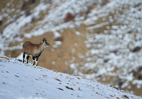 Snow-Leopard-in-Spiti-Valley_wildstep_india_trip_himalayan_wildlife_ibex_red_fox_bharal_blue_sheep