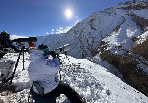 Snow-Leopard-in-Spiti-Valley_wildstep_india_trip_himalayan_wildlife_ibex_red_fox_photographer