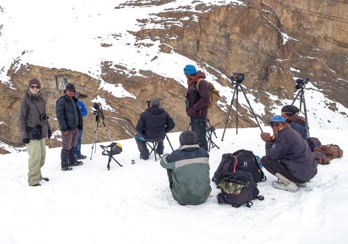 Snow-Leopard-in-Spiti-Valley_wildstep_india_trip_himalayan_wildlife_ibex_red_fox_wildlife_photographers