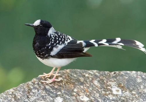 Spotted Forktail_wildstep_India_trip_sattal_chopta_manila_birding_trip