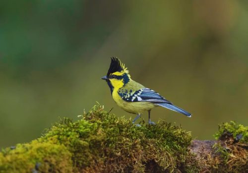 Sultan_tit_wildstep_India_trip_sattal_chopta_manila_birding_trip