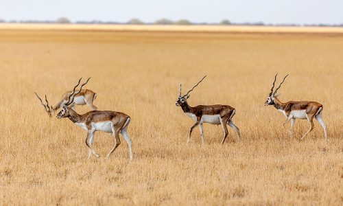 Velavadar Blackbuck National Park _ wildstep_India_blackbuck_safari_grassland_forest_raptors_wolf