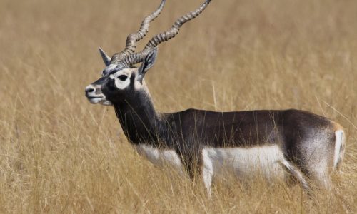 Velavadar Blackbuck National Park _ wildstep_India_blackbuck_safari_grassland_forest_raptors_wolf