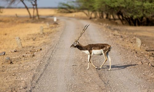 Velavadar Blackbuck National Park _ wildstep_India_blackbuck_safari_grassland_forest_raptors_wolf
