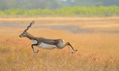 Velavadar Blackbuck National Park _ wildstep_India_blackbuck_safari_grassland_forest_raptors_wolf