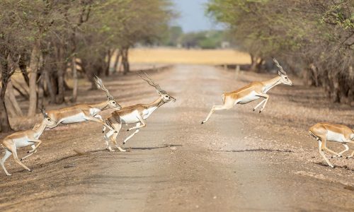 Velavadar Blackbuck National Park _ wildstep_India_blackbuck_safari_grassland_forest_raptors_wolf