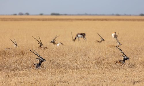 Velavadar Blackbuck National Park _ wildstep_India_blackbuck_safari_grassland_forest_raptors_wolf