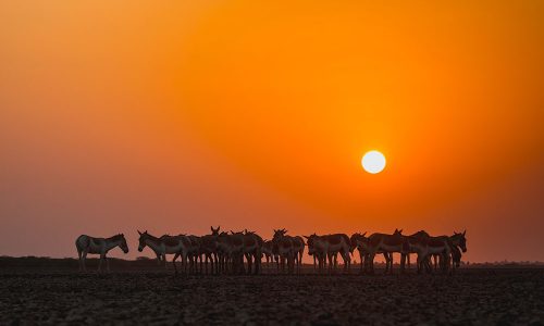 Wild Ass Sanctuary merlin_Little_runn_of_kutch_wildstep_India_trip_wildlife_safari