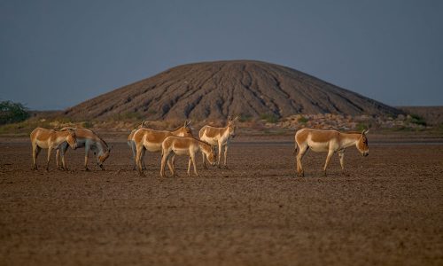 Wild Ass Sanctuary merlin_Little_runn_of_kutch_wildstep_India_trip_wildlife_safari