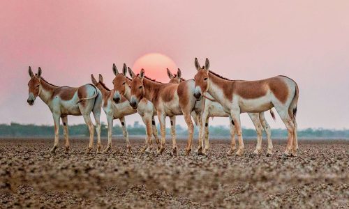 Wild Ass Sanctuary merlin_Little_runn_of_kutch_wildstep_India_trip_wildlife_safari