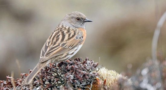 accentor-robin_ladakh_birding_trip_wildstep_India_trip_wildlife_birding_tour