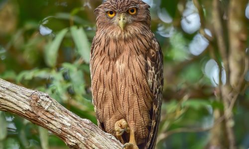 brown_fish_owl_wildstep_India_trip_sattal_chopta_manila_birding_trip