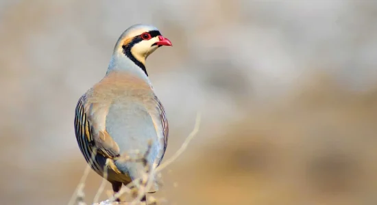 chukar_ladakh_birding_trip_wildstep_India_trip_wildlife_birding_tour