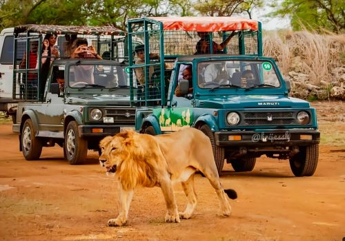 devaliya safari park - Wildlife - safari - wildstep India - Nature - booking - Gir - Sasan Gir with wildstep India- Jaidevsinh Rathod