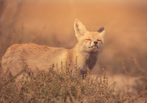 Desert fox - LRK - little runn of kutch - wildlife and nature - WIldstep India - nature store- photography trip in india