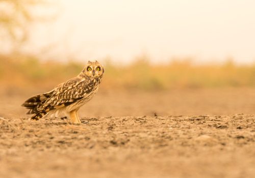 Desert fox - LRK - little runn of kutch - wildlife and nature - WIldstep India - nature store- photography trip in india- Short eared owl