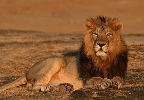 Asiatic Lion - Gir - Sasan Gir - devaliya safari - jungle safari Desert fox - - wildlife and nature - WIldstep India - nature store- photography trip in india