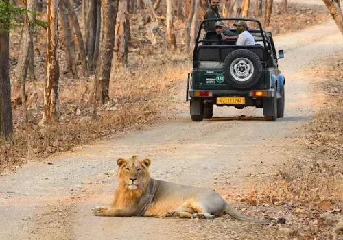 Asiatic Lion - Gir - Sasan Gir - devaliya safari - jungle safari Desert fox - - wildlife and nature - WIldstep India - nature store- photography trip in india