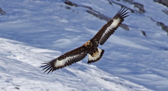 golden_eagle_birding_trip_wildstep_India_trip_wildlife_birding_tour