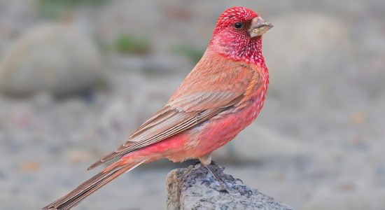 great_rosefinch_ladakh_birding_trip_wildstep_India_trip_wildlife_birding_tour