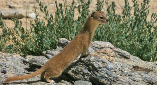 himalayan-weasel_ladakh_birding_trip_wildstep_India_trip_wildlife_birding_tour