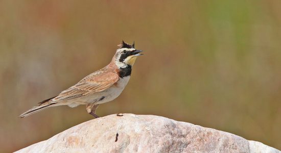horned lark_ladakh_birding_trip_wildstep_India_trip_wildlife_birding_tour