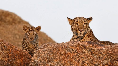 jawai_leopard_safari_wildstep_india_trip_best_in_india_rajasthan_wildlife_tourism10