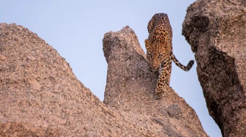 jawai_leopard_safari_wildstep_india_trip_best_in_india_rajasthan_wildlife_tourism10