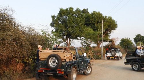 jawai_leopard_safari_wildstep_india_trip_best_in_india_rajasthan_wildlife_tourism10