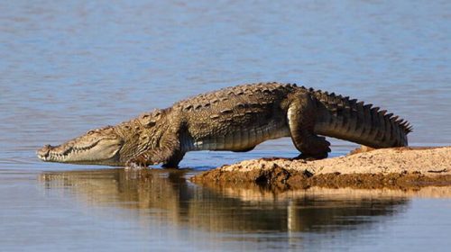 jawai_leopard_safari_wildstep_india_trip_best_in_india_rajasthan_wildlife_tourism10