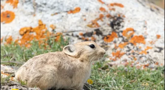 ladakh_pika_ladakh_birding_trip_wildstep_India_trip_wildlife_birding_tour