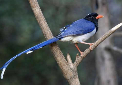Red Billed Blue Magpie_wildstep_India_trip_sattal_chopta_manila_birding_trip