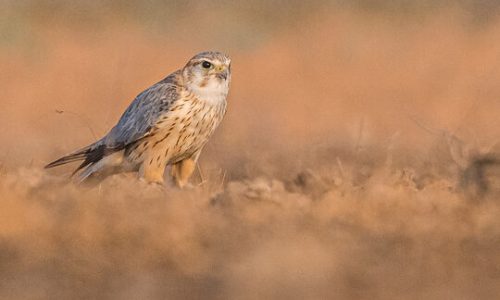 merlin_Little_runn_of_kutch_wildstep_India_trip_wildlife_safari