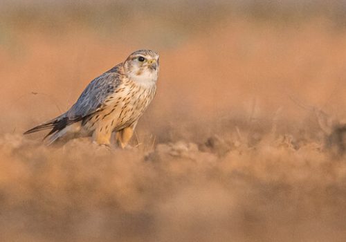 merlin_Little_runn_of_kutch_wildstep_India_trip_wildlife_safari