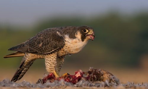 Peregrine Falcon - LRK - Littl runn of kutch with kill - wildlife - birding - nature - Wildstep India - Nature store