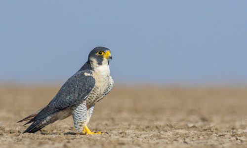 peregrine_falcon_Little_runn_of_kutch_wildstep_India_trip_wildlife_safari