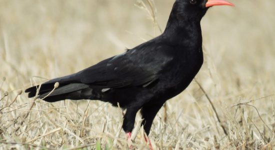 red billed cough_ladakh_birding_trip_wildstep_India_trip_wildlife_birding_tour
