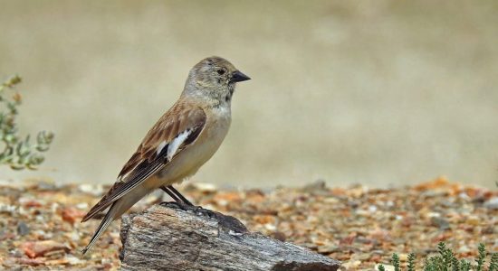 snowfinch-tibetian_ladakh_birding_trip_wildstep_India_trip_wildlife_birding_tour