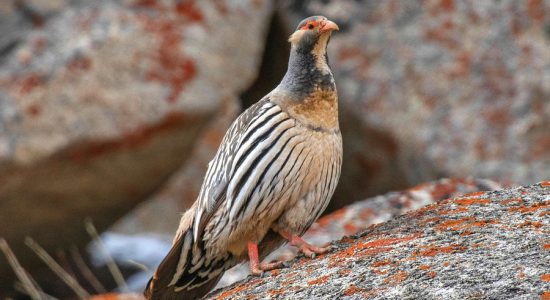 snowfinch-tibetian_ladakh_birding_trip_wildstep_India_trip_wildlife_birding_tour