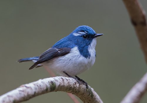 ultramarine_flycatcher_wildstep_India_trip_sattal_chopta_manila_birding_trip