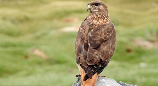 upland_buzzard_ladakh_birding_trip_wildstep_India_trip_wildlife_birding_tour